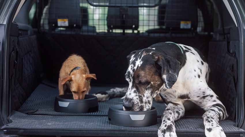 Land Rover ra mắt gói phụ kiện dành riêng cho thú cưng 2