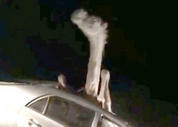 Lạc đà lọt thỏm trong chiếc Toyota Corolla