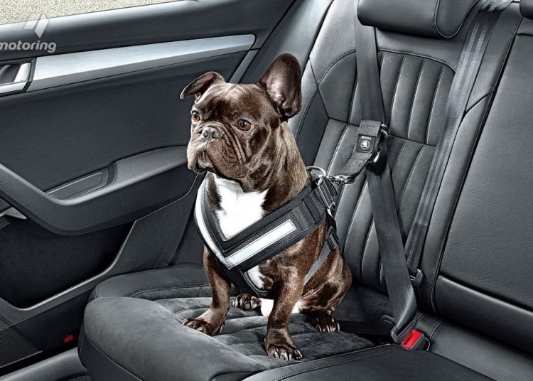 Kinh nghiệm đưa thú cưng du lịch bằng xe hơi