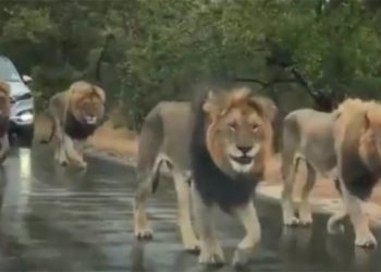 Ôtô xếp hàng, nhường đường cho đàn sư tử “thủng thẳng” đi dạo