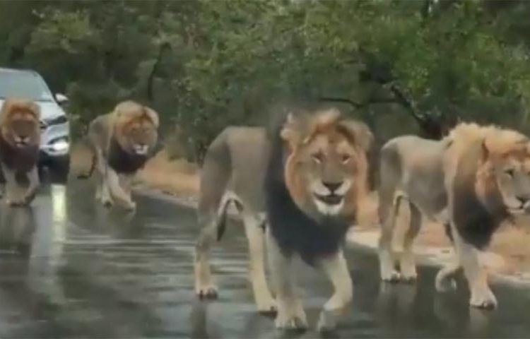 Ôtô xếp hàng, nhường đường cho đàn sư tử “thủng thẳng” đi dạo