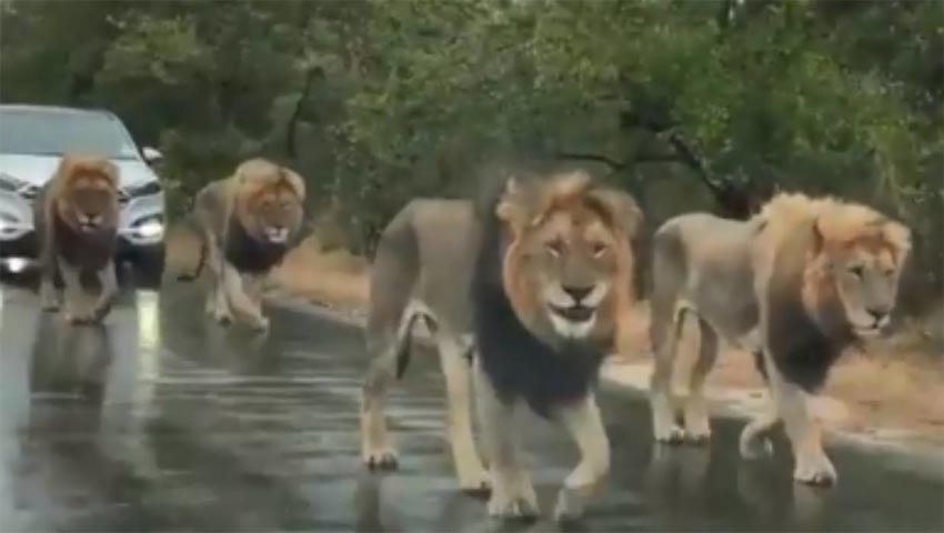 Ôtô xếp hàng, nhường đường cho đàn sư tử “thủng thẳng” đi dạo