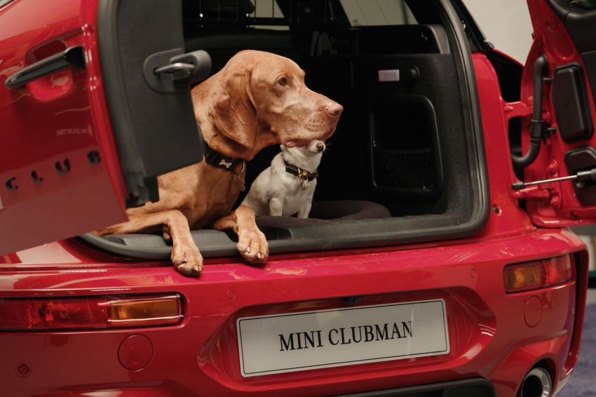 Phụ kiện xe Mini dành cho Chó